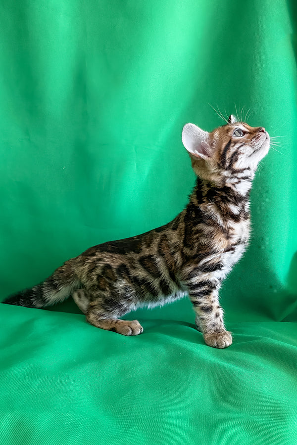 Acura | Bengal Kitten