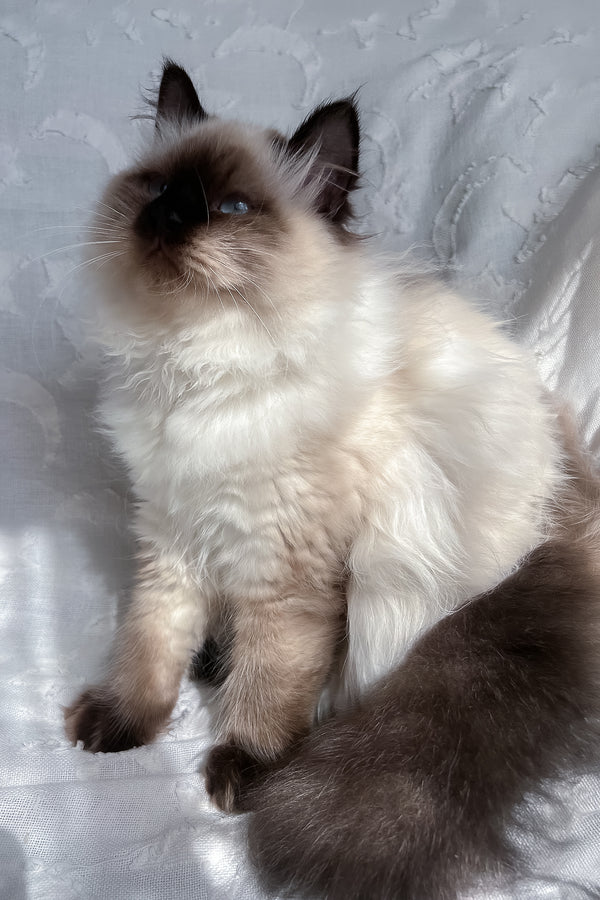 Adam | Scottish Straight Longhair Kitten