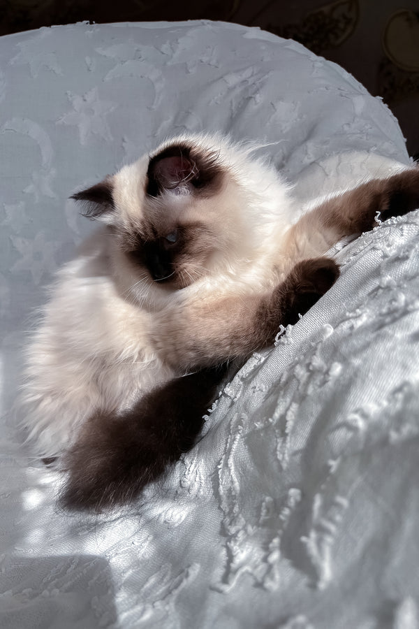 Adam | Scottish Straight Longhair Kitten