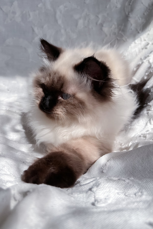 Adam | Scottish Straight Longhair Kitten