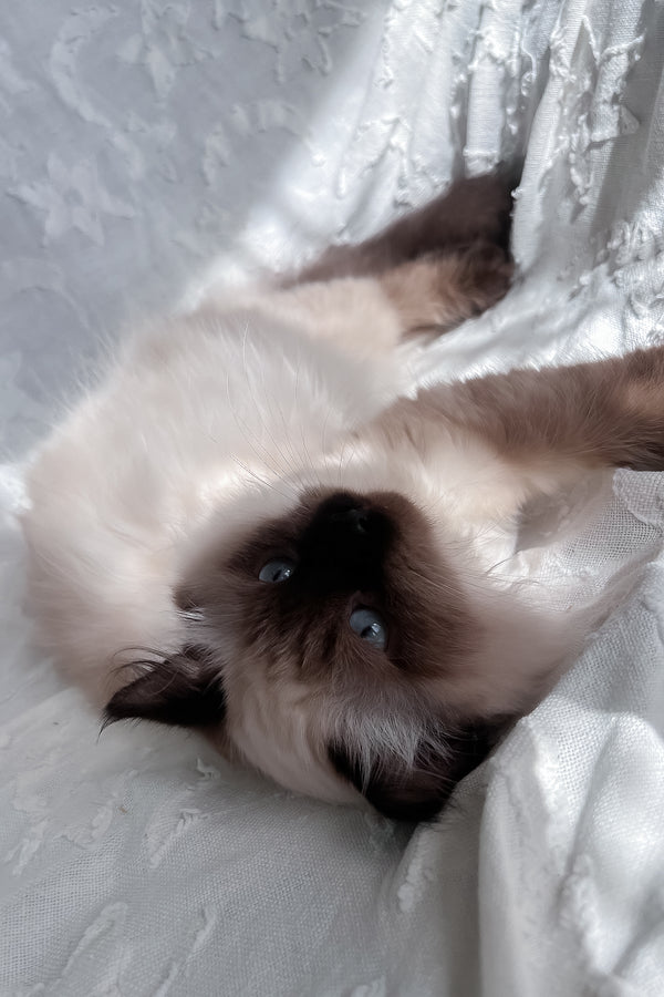 Adam | Scottish Straight Longhair Kitten