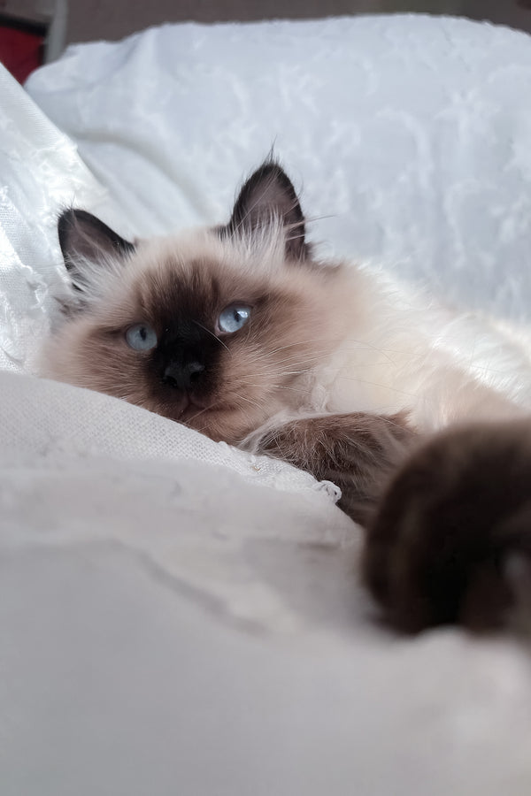 Adam | Scottish Straight Longhair Kitten
