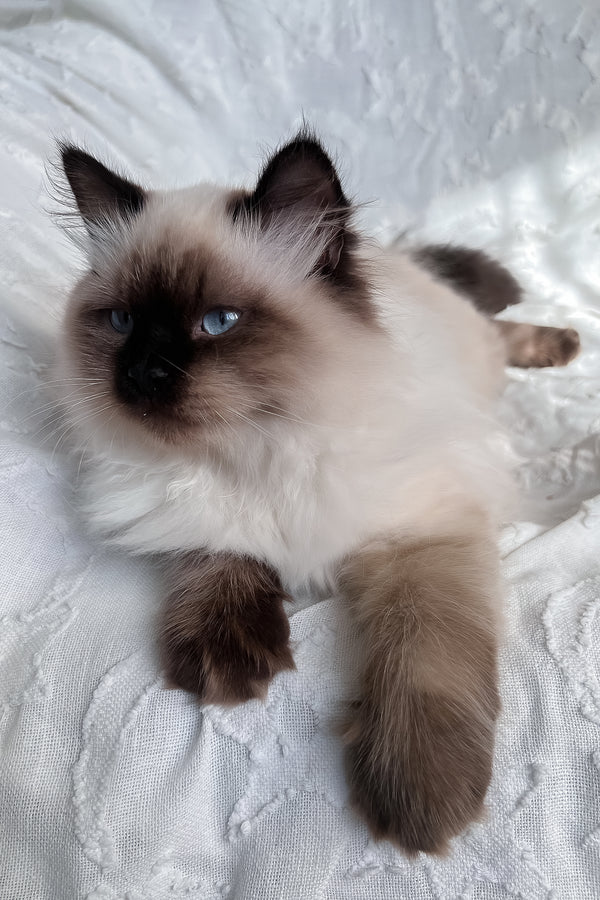 Adam | Scottish Straight Longhair Kitten