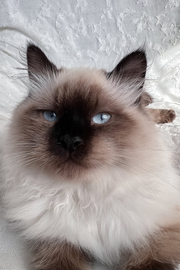 Adam | Scottish Straight Longhair Kitten