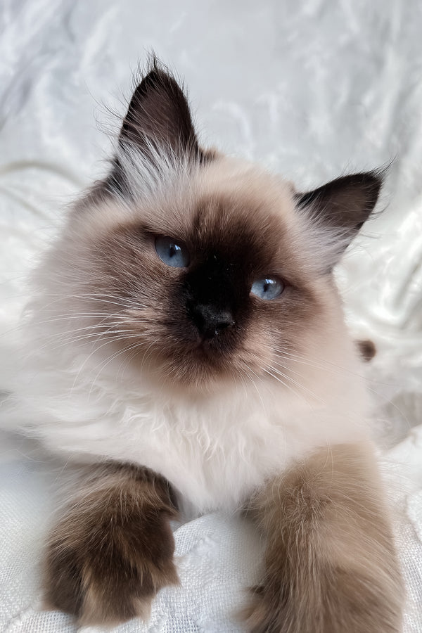 Adam | Scottish Straight Longhair Kitten