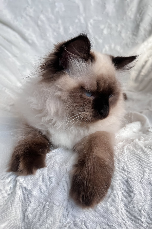 Adam | Scottish Straight Longhair Kitten