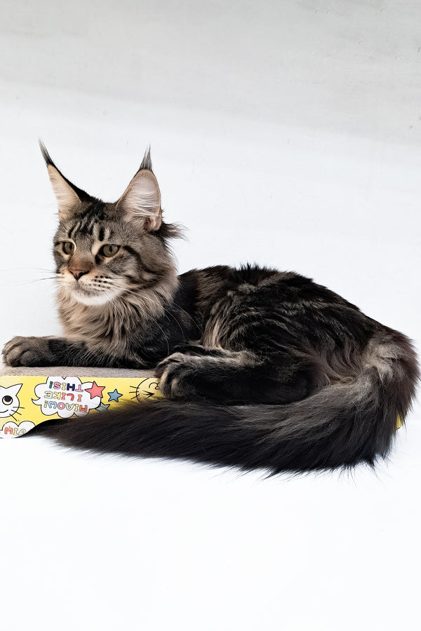 Adele | Maine Coon Kitten