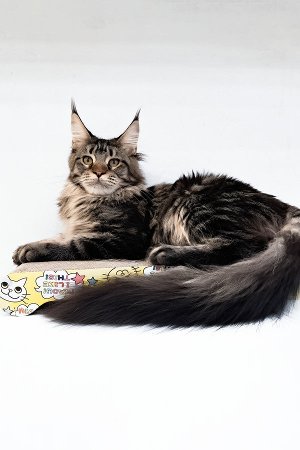 Adele | Maine Coon Kitten