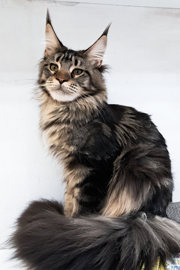Adele | Maine Coon Kitten