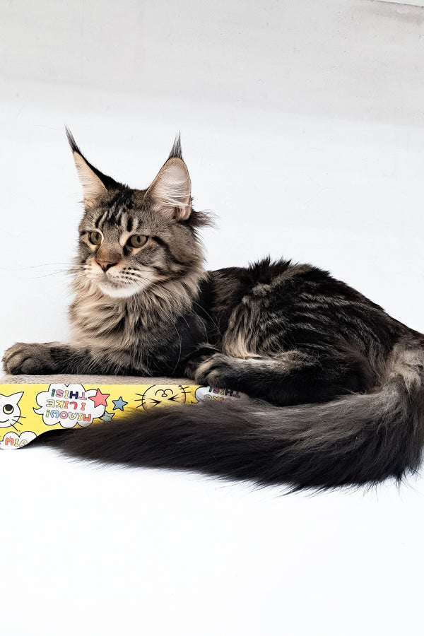 Adele | Maine Coon Kitten