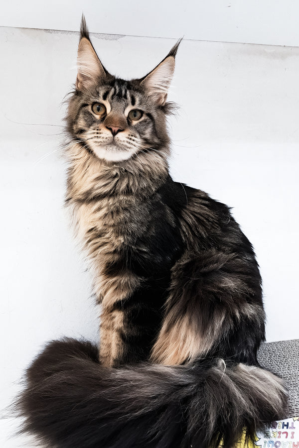Adele | Maine Coon Kitten