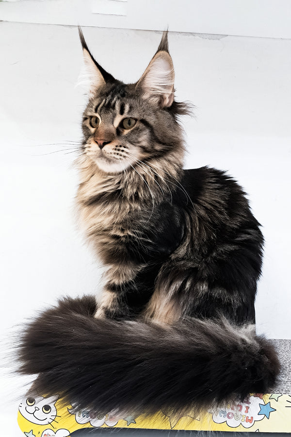 Adele | Maine Coon Kitten