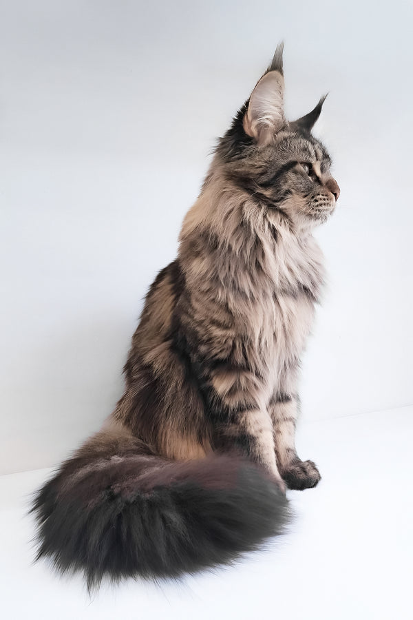 Adele | Maine Coon Kitten