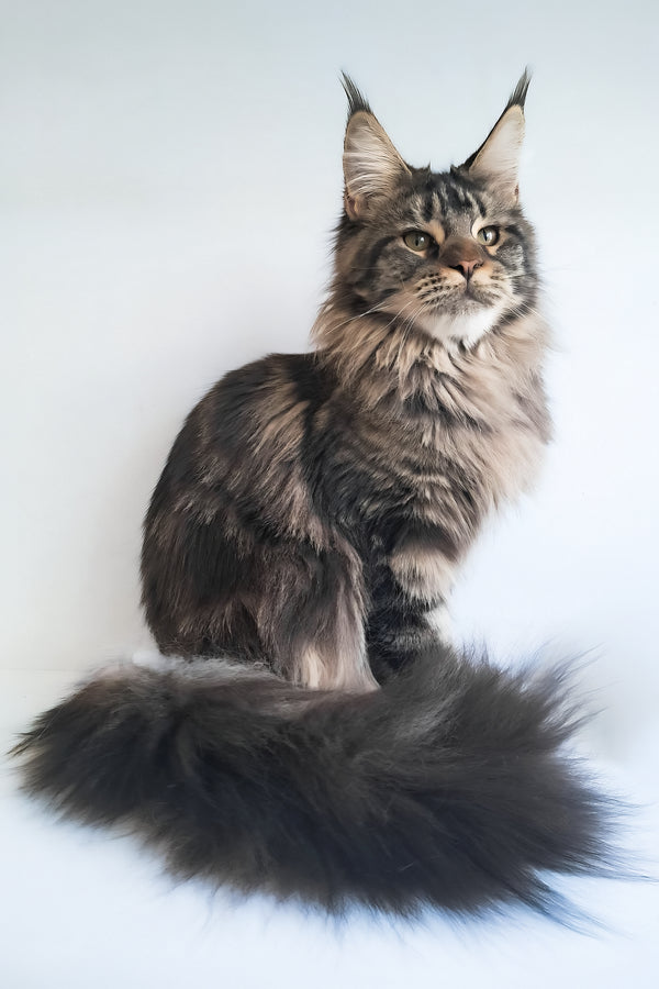 Adele | Maine Coon Kitten