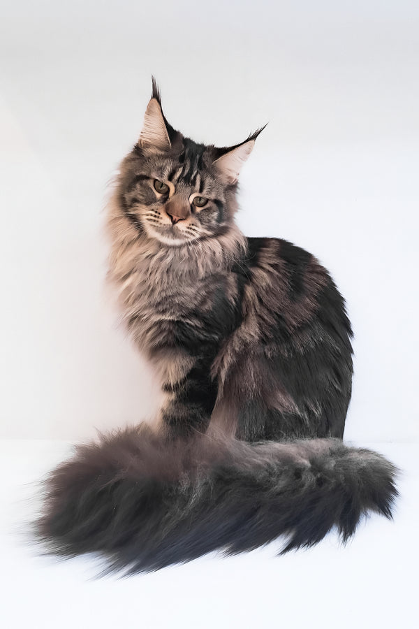 Adele | Maine Coon Kitten