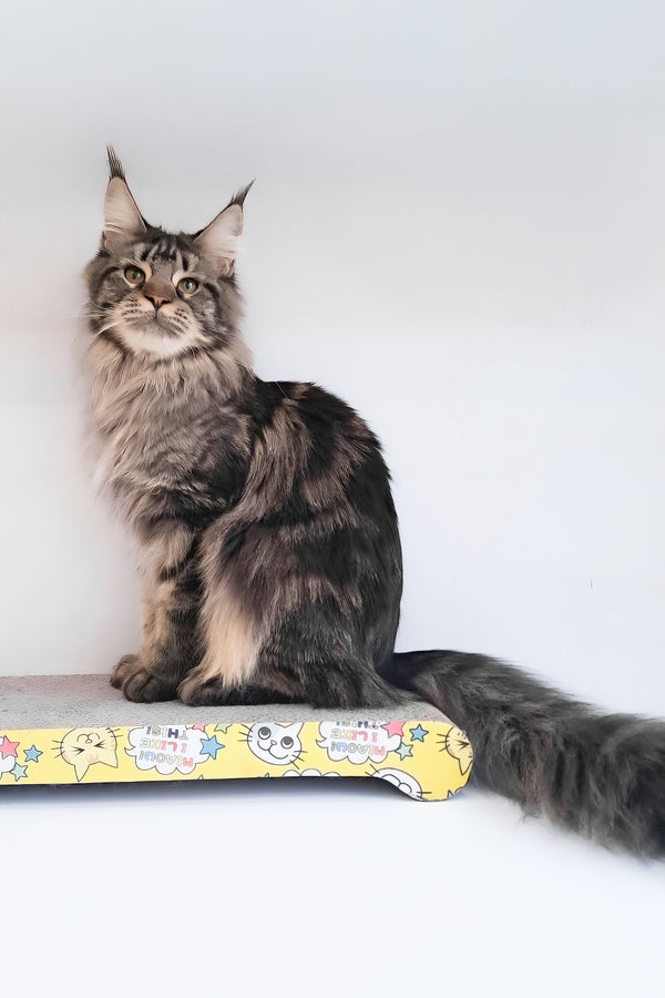 Adele | Maine Coon Kitten