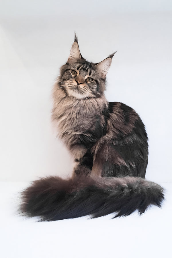 Adele | Maine Coon Kitten