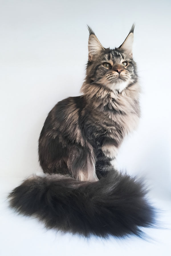 Adele | Maine Coon Kitten