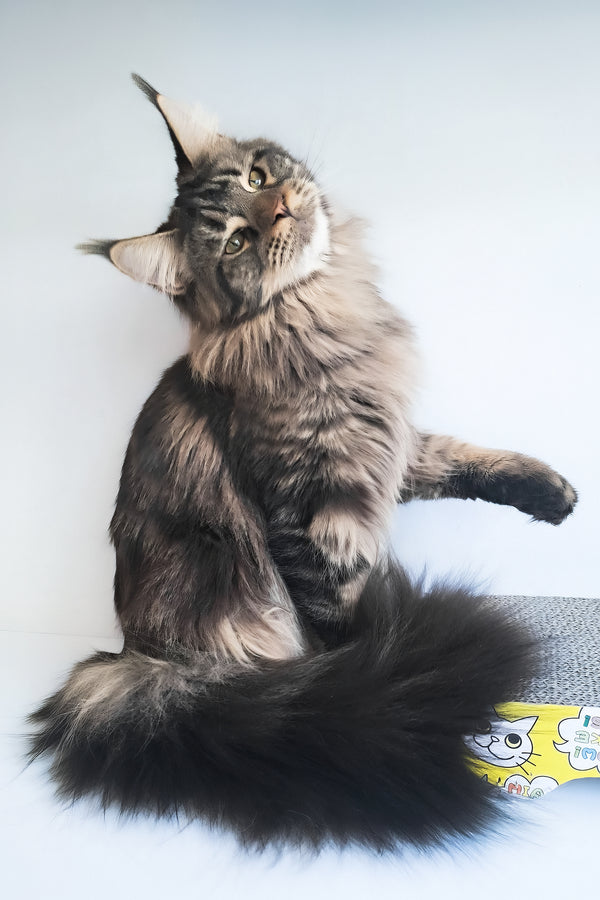Adele | Maine Coon Kitten