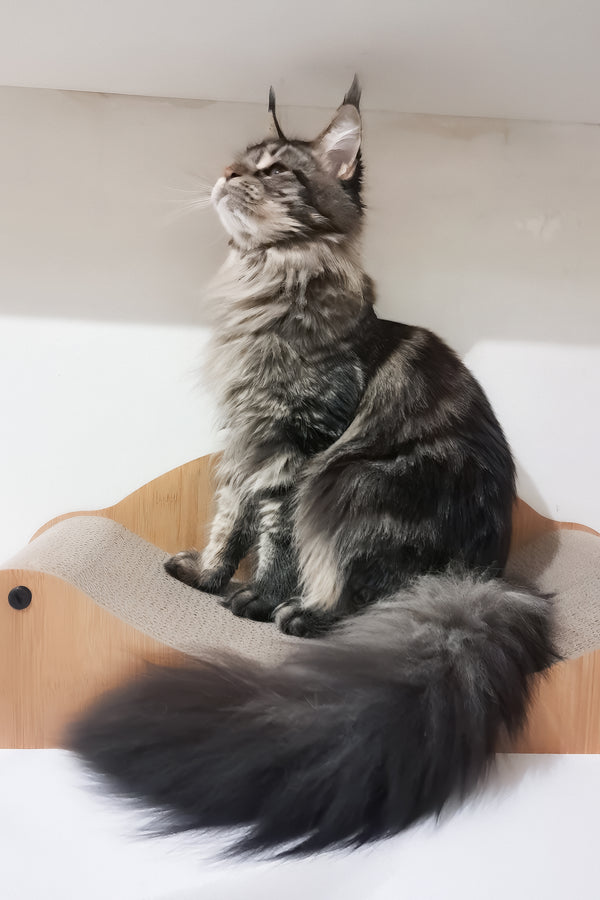 Adele | Maine Coon Kitten