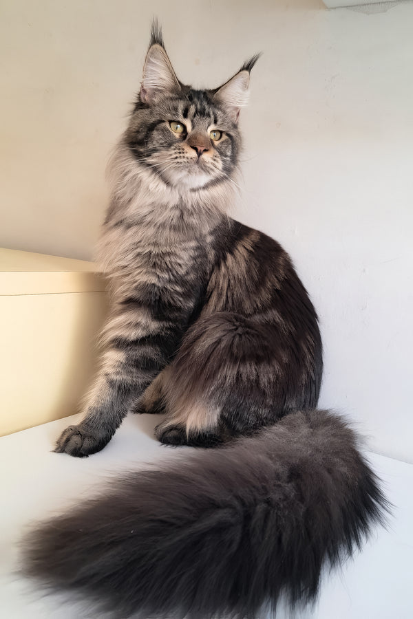 Adele | Maine Coon Kitten