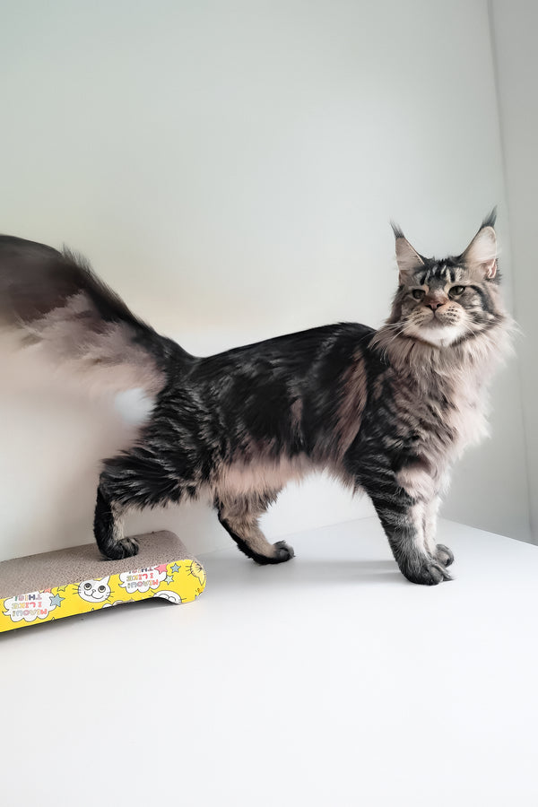 Adele | Maine Coon Kitten