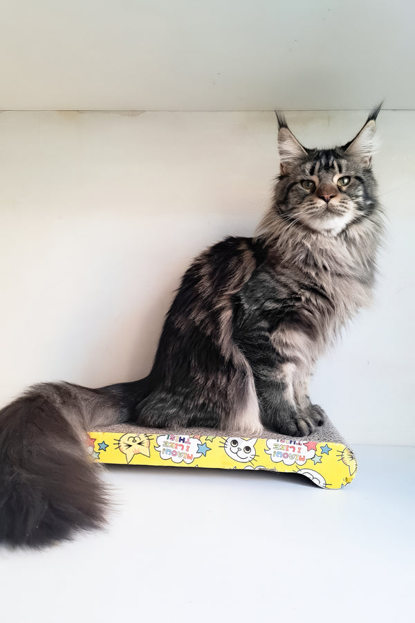 Adele | Maine Coon Kitten