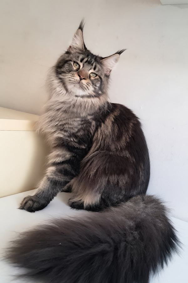 Adele | Maine Coon Kitten