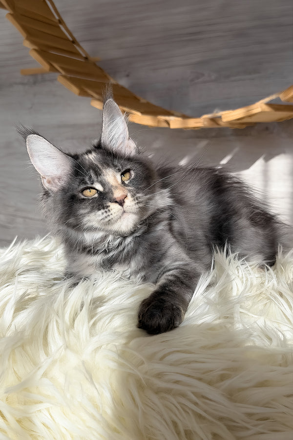 Afel | Maine Coon Kitten