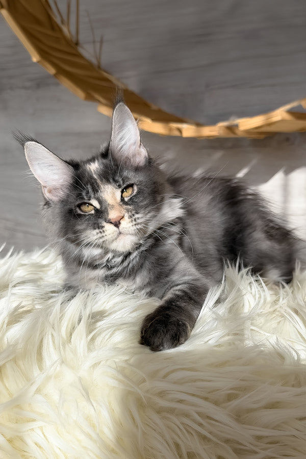 Afel | Maine Coon Kitten
