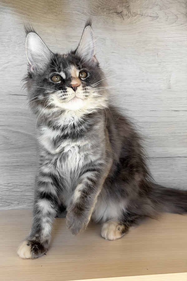 Afel | Maine Coon Kitten