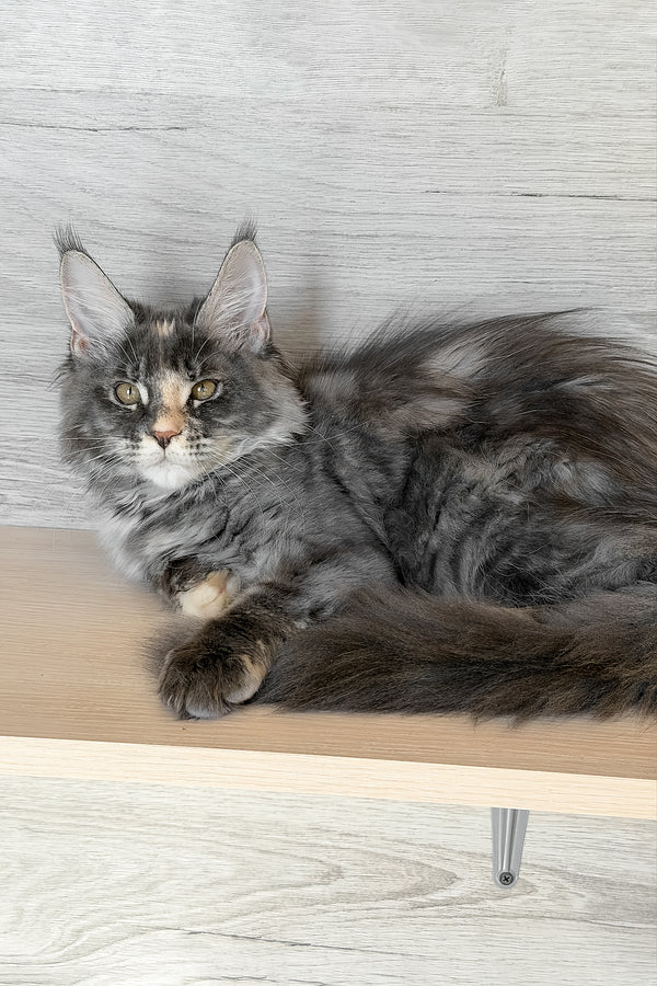 Afel | Maine Coon Kitten