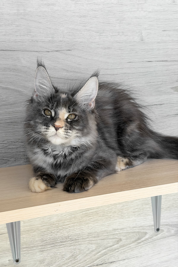Afel | Maine Coon Kitten