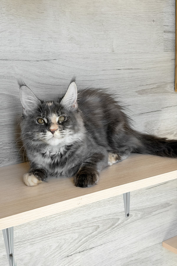 Afel | Maine Coon Kitten