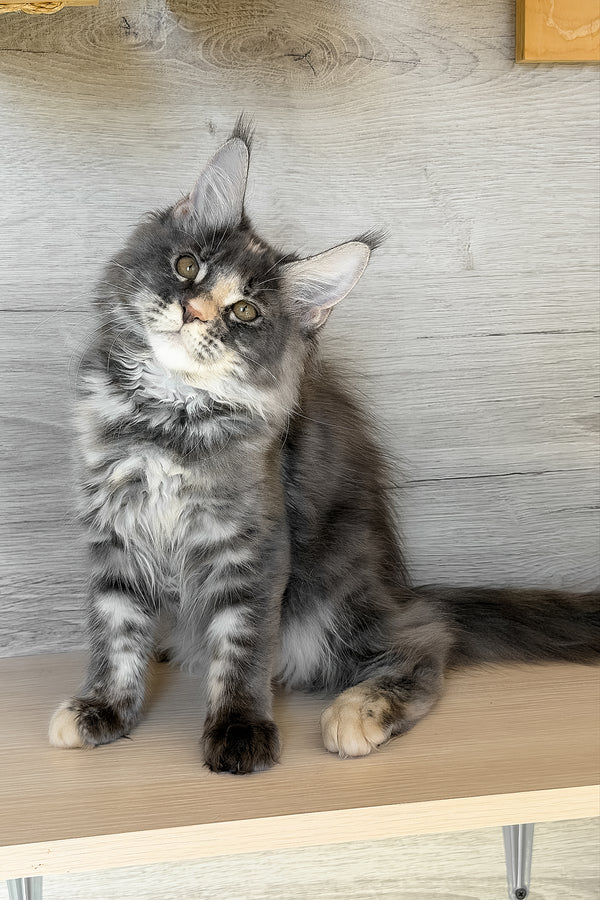 Afel | Maine Coon Kitten