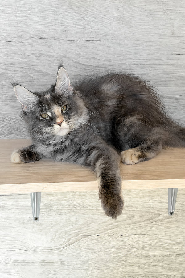 Afel | Maine Coon Kitten