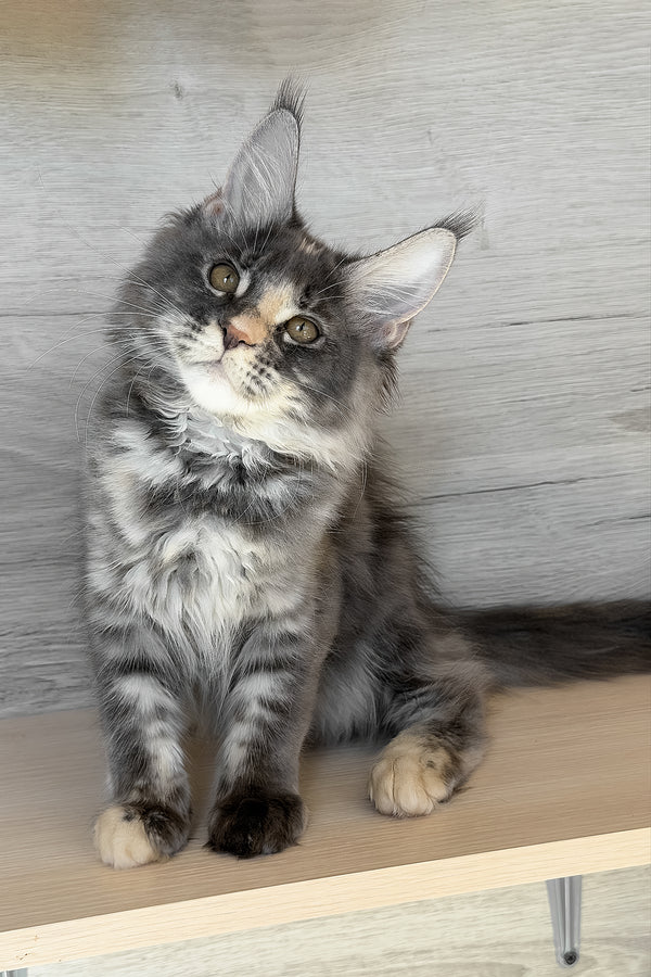 Afel | Maine Coon Kitten