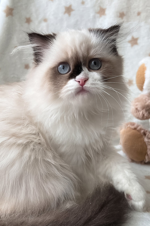 Afina | Scottish Straight Longhair Kitten