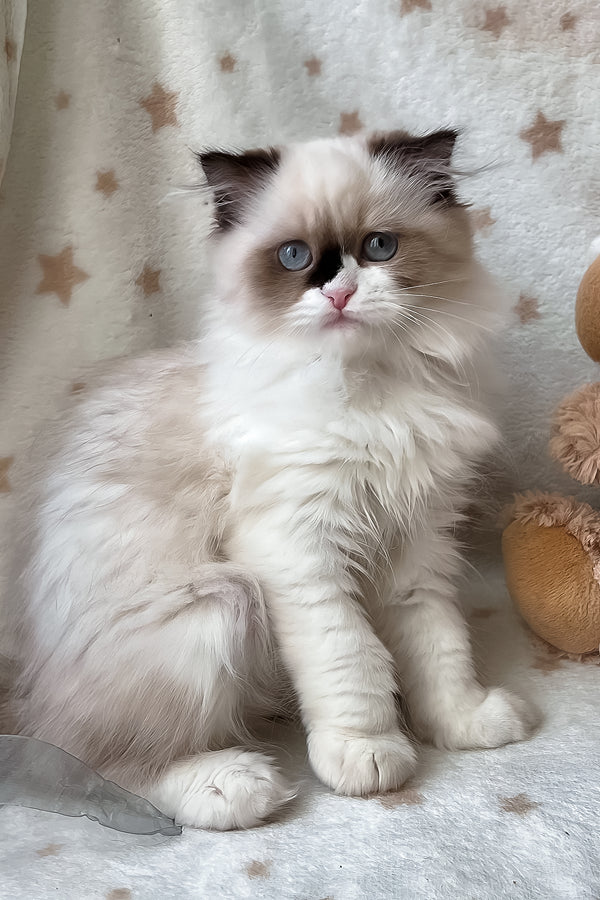 Afina | Scottish Straight Longhair Kitten