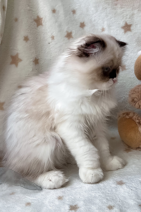 Afina | Scottish Straight Longhair Kitten