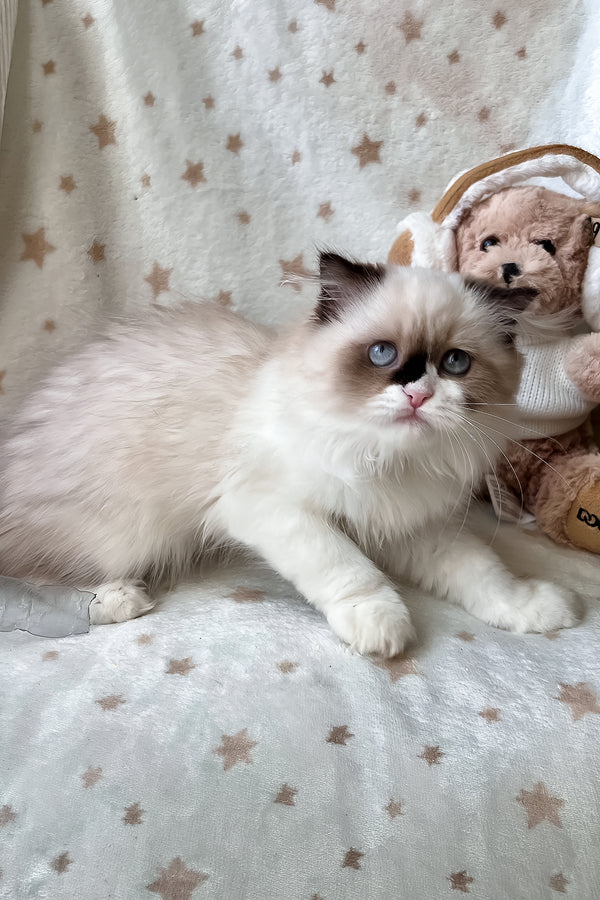 Afina | Scottish Straight Longhair Kitten