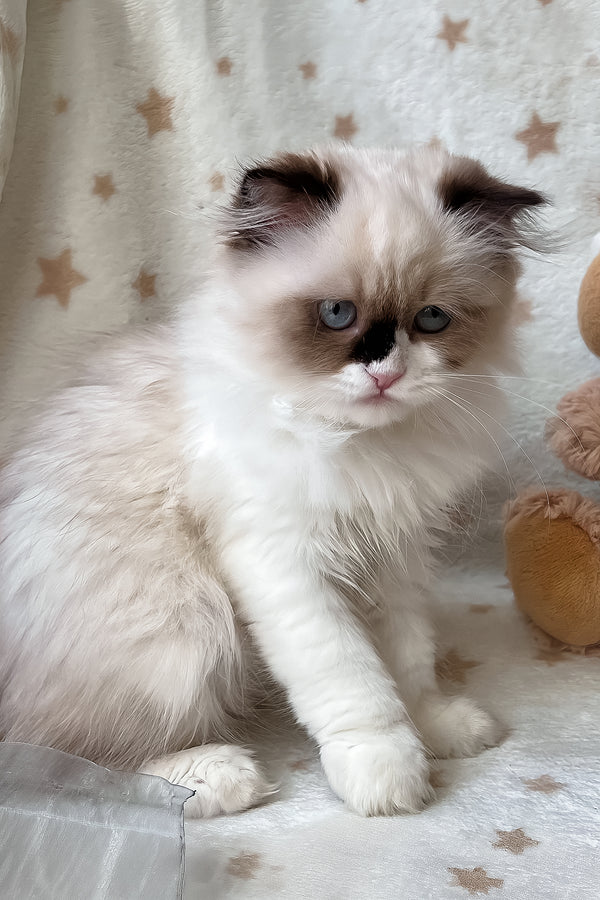 Afina | Scottish Straight Longhair Kitten