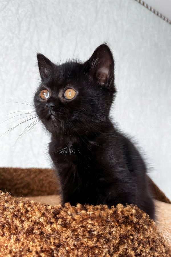 Afina | Scottish Straight Kitten