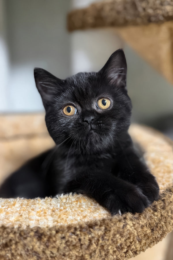 Afina | Scottish Straight Kitten