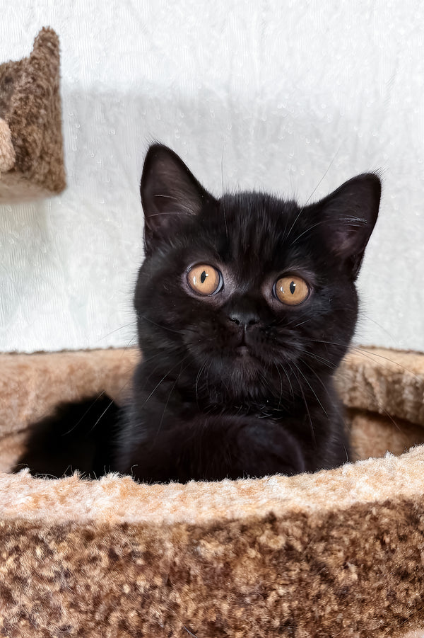 Afina | Scottish Straight Kitten