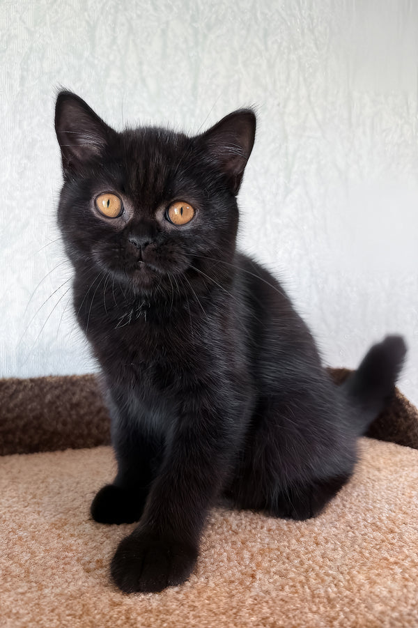 Afina | Scottish Straight Kitten