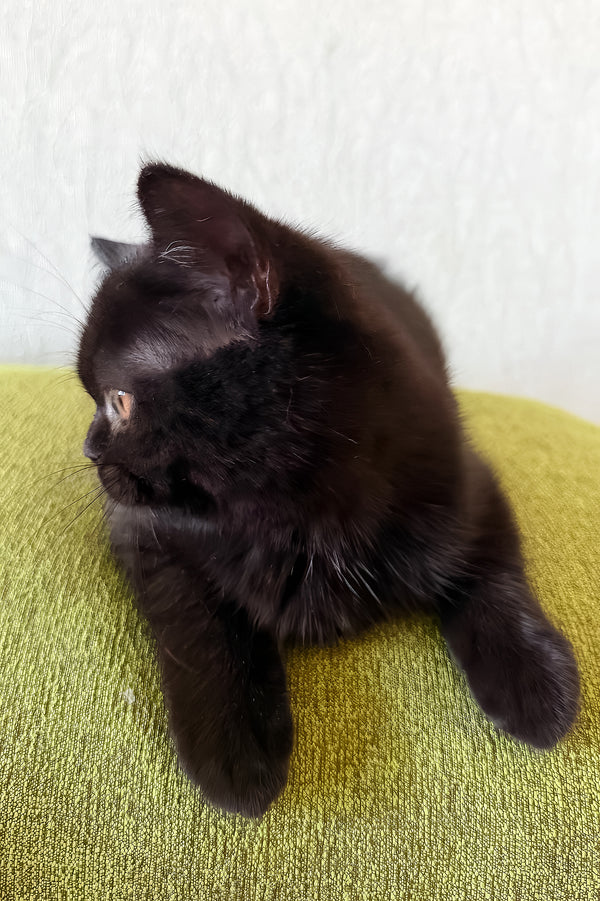 Afina | Scottish Straight Kitten