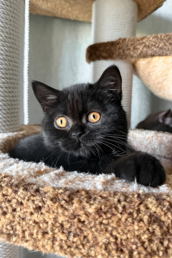 Afina | Scottish Straight Kitten