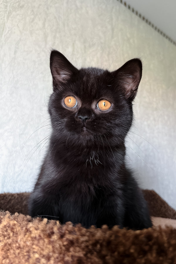 Afina | Scottish Straight Kitten