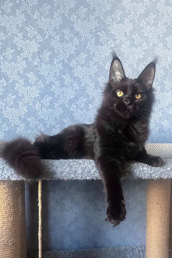 Agat | Maine Coon Kitten